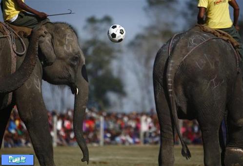 مسابقه فوتبال فیل ها