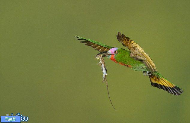 عکس های بسیار زیبا از زندگی پرندگان