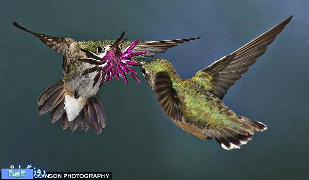 عکس های بسیار زیبا از زندگی پرندگان