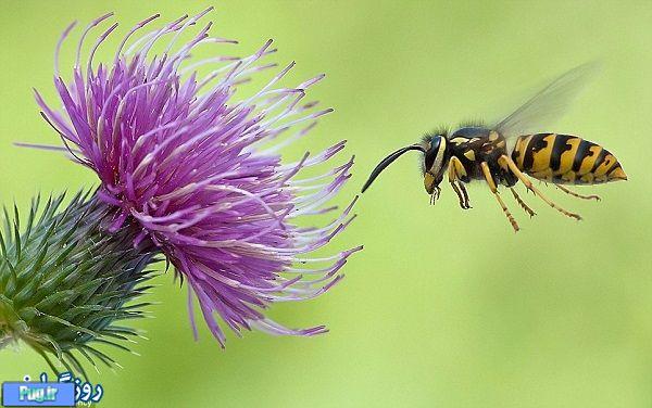 زنبور عسل 