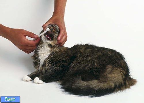 پيشگيري از التهاب لثه در گربه
