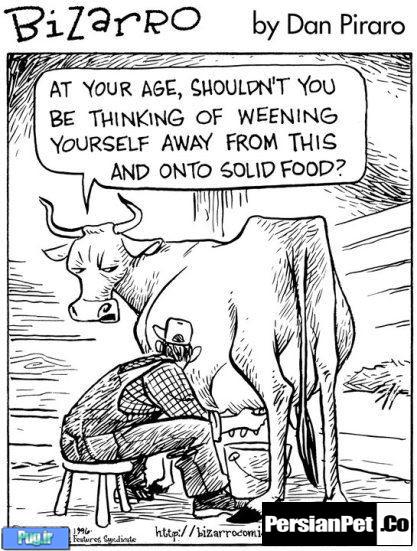 10 واقعیت در رابطه با شیر گاو