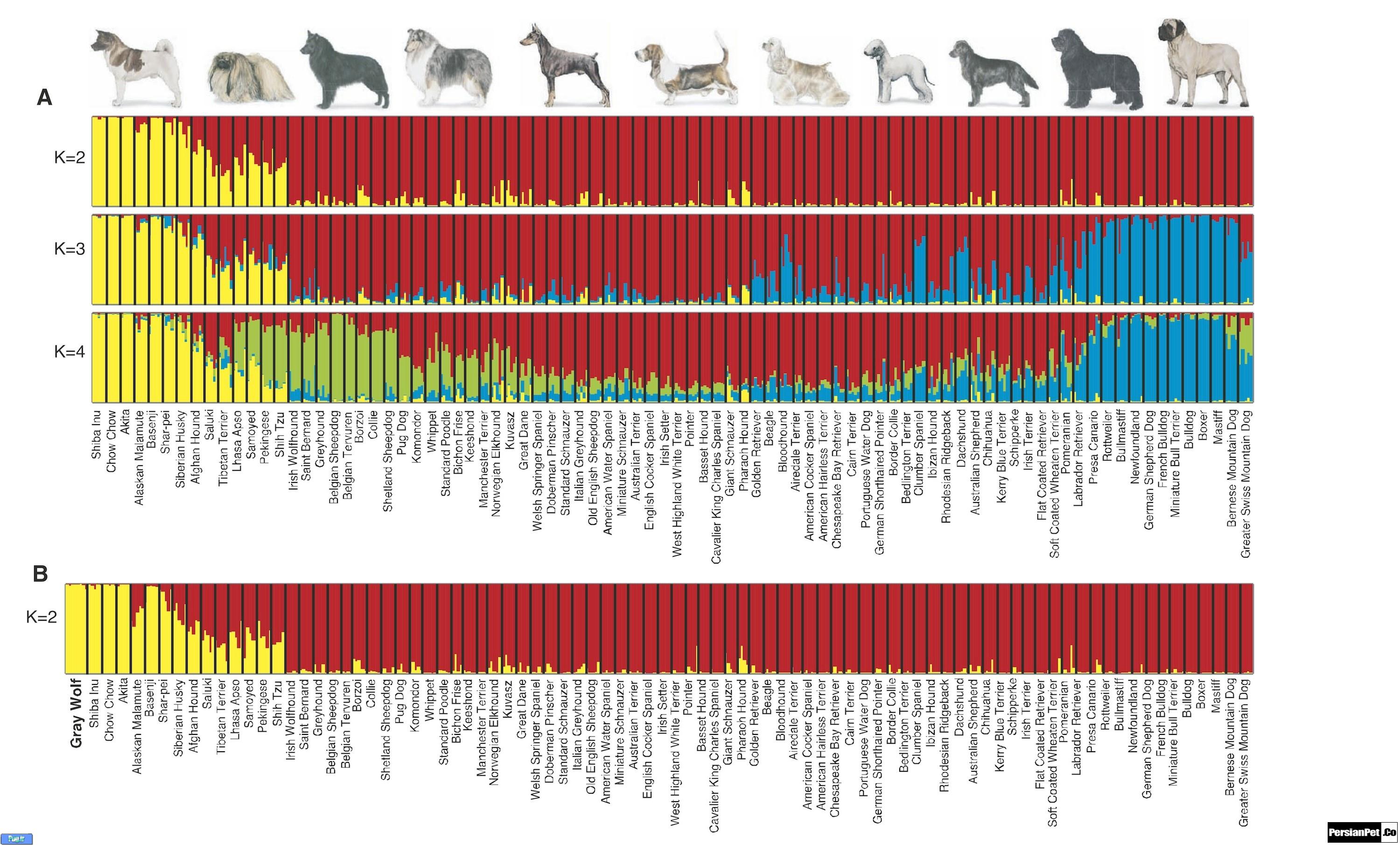 ساختار ژنتیکی سگ ها اهلی بخش 4