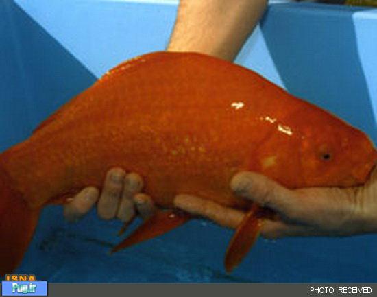 طویل‌ترین ماهی قرمز جهان به اندازه نیم متر!! + عکس