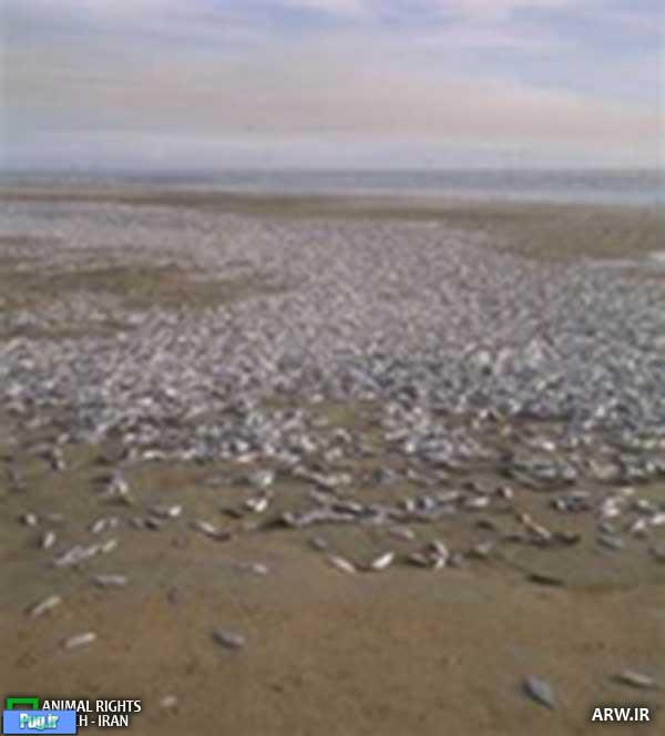  ده‌ها هزار ماهی مرده