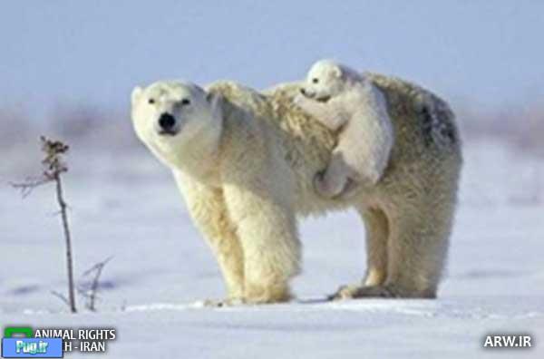 تحقیقات برا ی جمعیت خرس‌های قطبی .