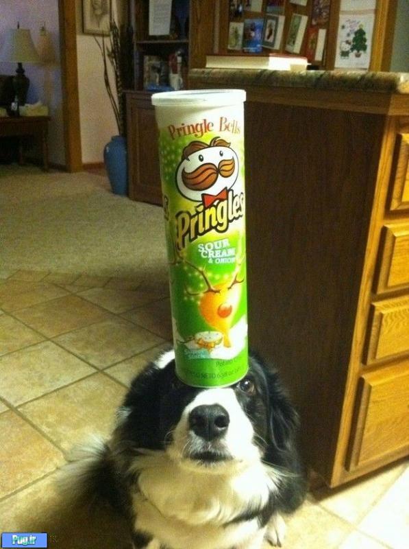 این سگ استاد تعادل است 