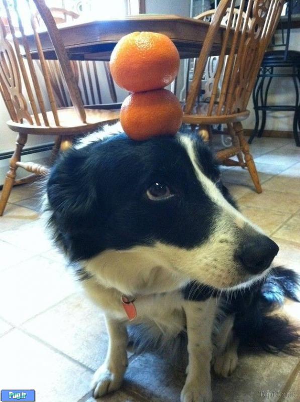 این سگ استاد تعادل است 
