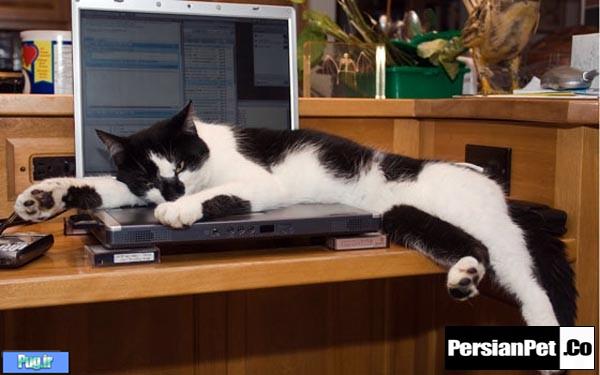 محافظت از گربه و کامپیوتر! (ترجمه)