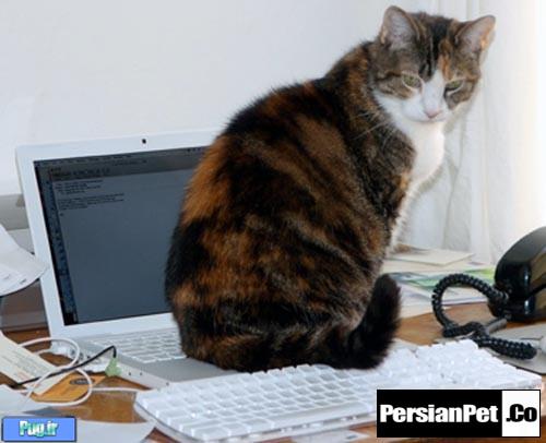 محافظت از گربه و کامپیوتر! (ترجمه)