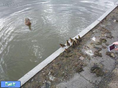 راهی برای اردک ها 