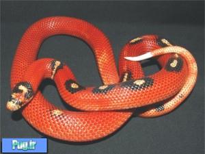 نگهداری از مار سینالوان میلک (Sinaloan Milk Snake)