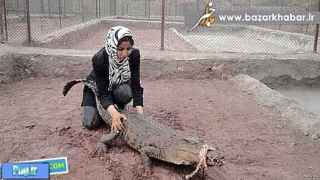 این خانم ایرانی کروکدیل پرورش می‌دهد
