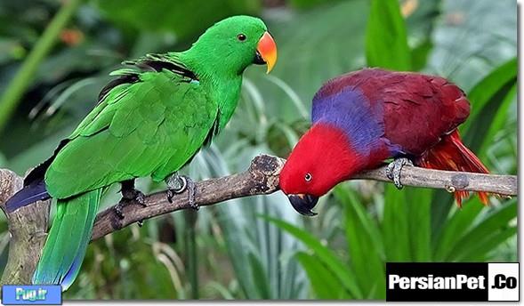 آشنایی با طوطی های اکلکتوس Eclectus Parrots     