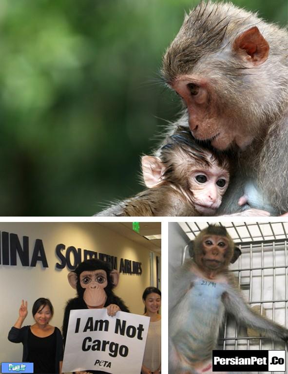 برای نجات ‌جان میمون ها امضا کنید