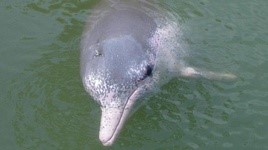 سرنوشت غم‌انگیز دلفین‌ها