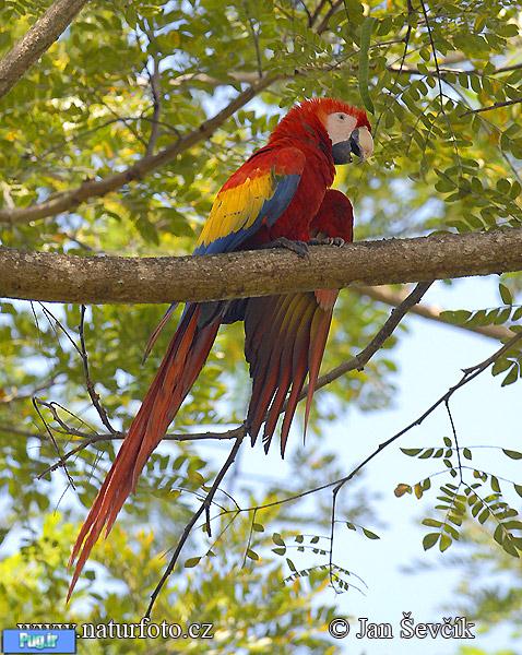 ماکائوی اسکارلت(Scarlet macaw)