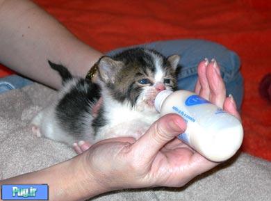 تغذيه بچه گربه نوزاد با بطري شير 