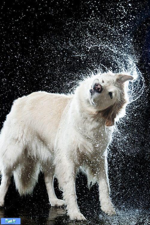 وقتی حیوانات خیس میشوند 