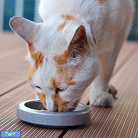 گربه ها باید روزانه چقدر غذا بخورند