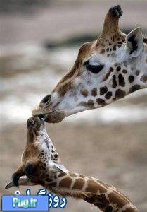مهر مادری در حیوانات