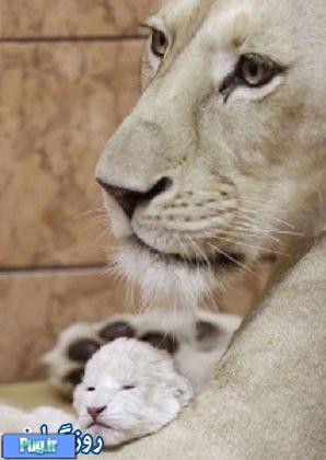 مهر مادری در حیوانات