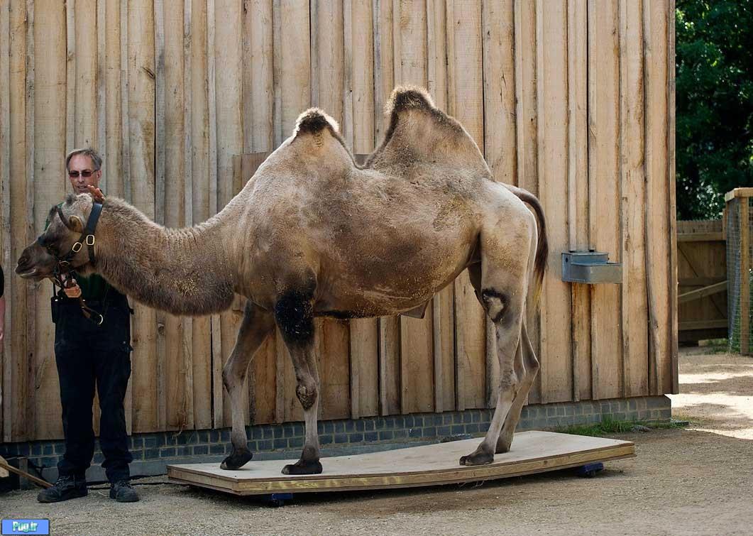 در باغ وحش لندن، اینطوری حیوانات را اندازه می گیرند 