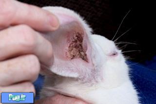 بیماریهای پوستی خرگوش 