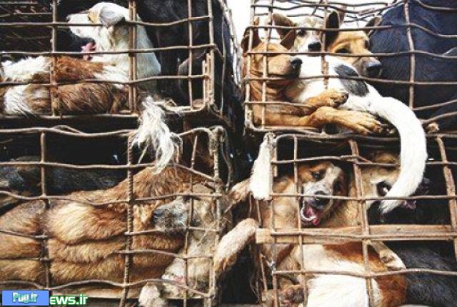 فروش گوشت سگ در ویتنام 