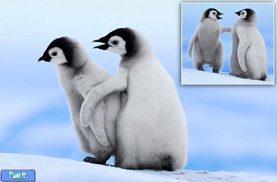  آموزش راه رفتن به بچه پنگوئن