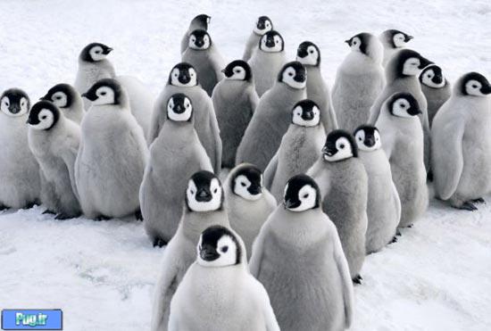  آموزش راه رفتن به بچه پنگوئن