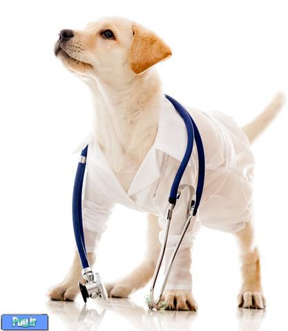آنچه درباره جراحی دم و گوش سگ باید بدانید