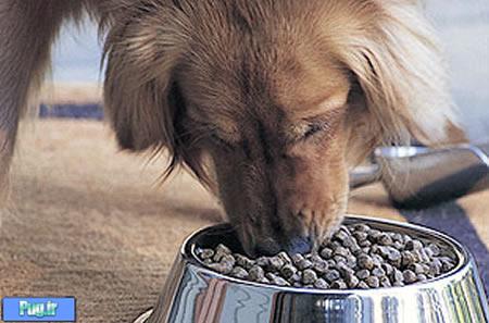 چگونه سگمان را به غذای خشک عادت دهیم 