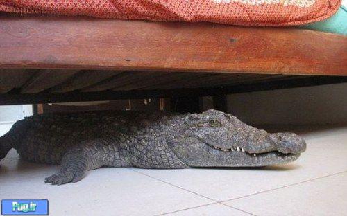 تمساح زیر تخت خواب 