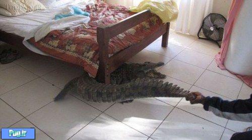 تمساح زیر تخت خواب 