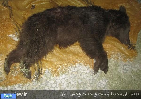 ّباز هم کشتار خرس ها در ایران 