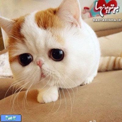معروفترین گربه دنیا - اسنوپی 