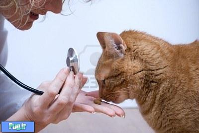 راهنمای درمان های خانگی برای گربه شما (ترجمه)