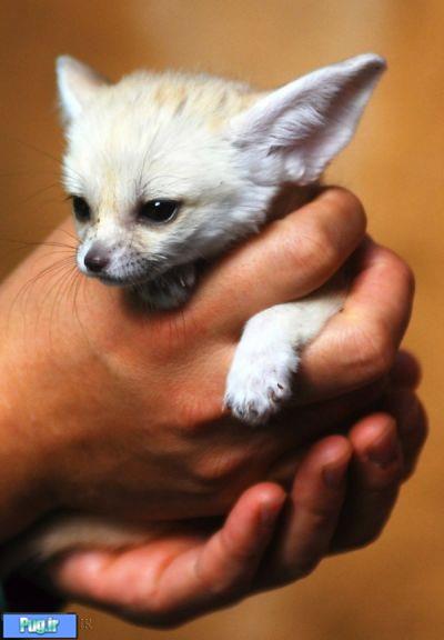 روباه صحرایی یا همان ( Fennec fox )