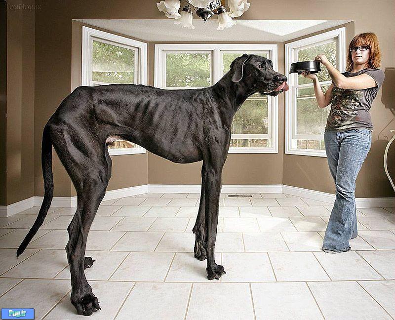 عکس هایی از بزرگترین سگ های دنیا 