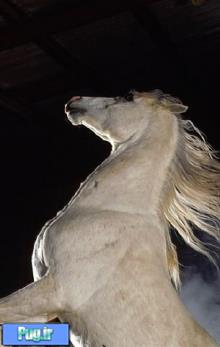 معرفی کامل نژاد اسب عرب