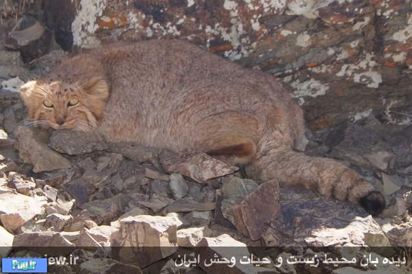 تصویر برداری از گونه نادر گربه پالاس در تربت حیدریه