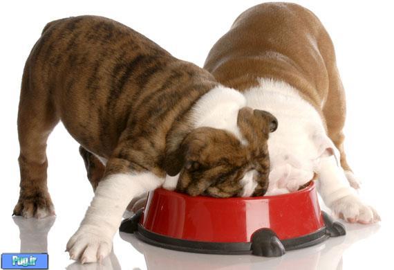مشکلات چاقی در سگ ها 