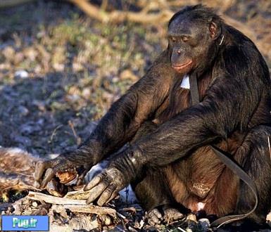 شامپانزه‌ اشپز