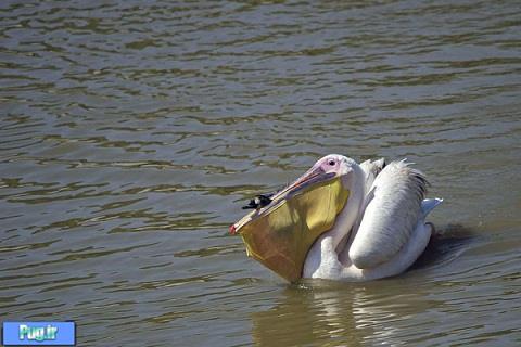 شکار اردک به دست پلیکان 