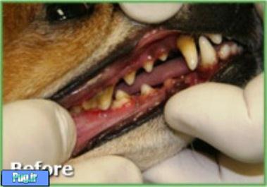 بوی بد دهان سگ و راهنمای درمانی 