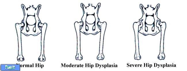 دیسپلازی هیپ در سگ ها (Hip Dysplasia)