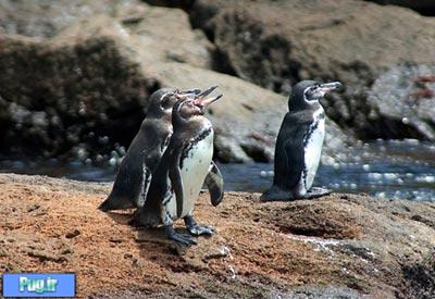 انواع پنگوئن