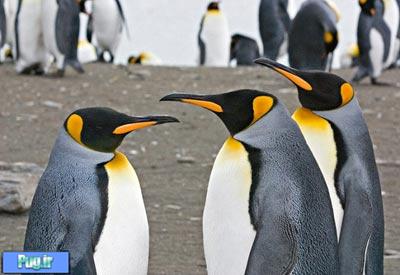 انواع پنگوئن