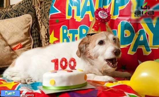 پیر ترین سگ دنیا 100 ساله شد 